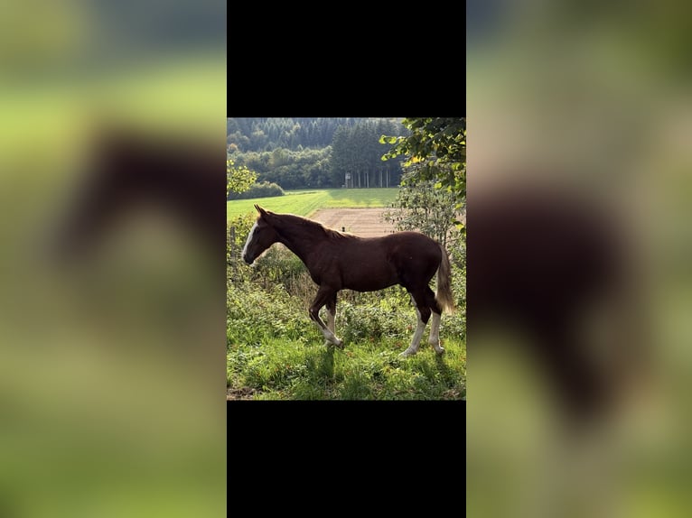 Criollo Étalon 1 Année  in Mengen