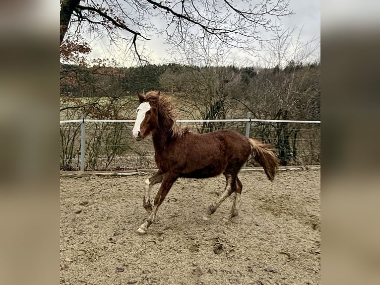 Criollo Étalon 1 Année  in Mengen