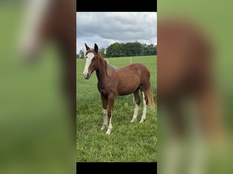 Criollo Étalon 1 Année  in Mengen
