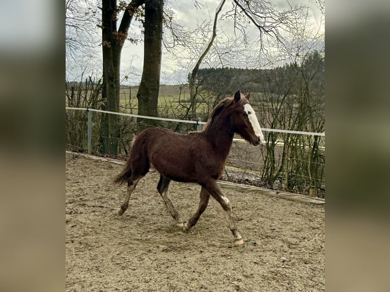 Criollo Étalon 1 Année  in Mengen