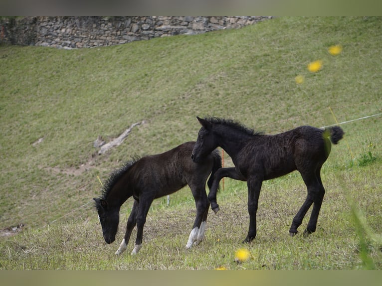Criollo Étalon 1 Année Noir in Tinizong