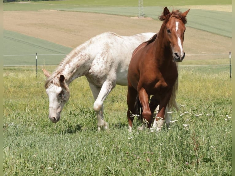Criollo Étalon 2 Ans Sabino in Mengen - Beuren
