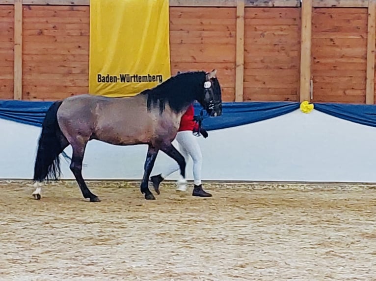 Criollo Étalon 6 Ans 150 cm Isabelle in Gelchsheim