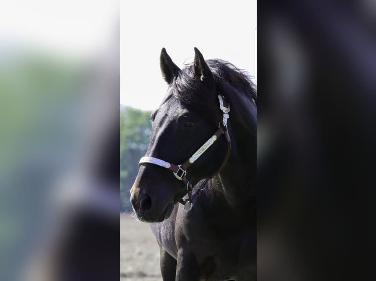 Criollo Étalon Bai brun in Oberndorf am Lech