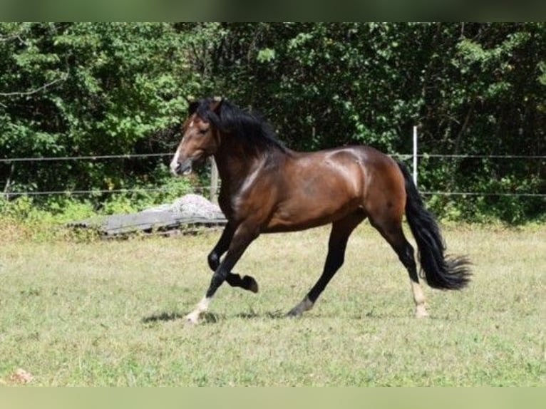 Criollo Étalon Bai in Sommerkahl