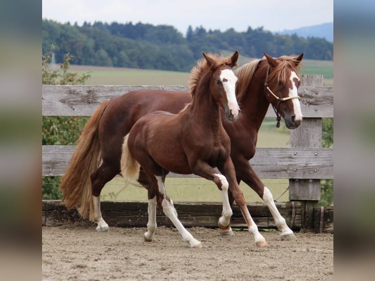 Criollo Étalon Poulain (05/2025) 142 cm Alezan brûlé in Mengen