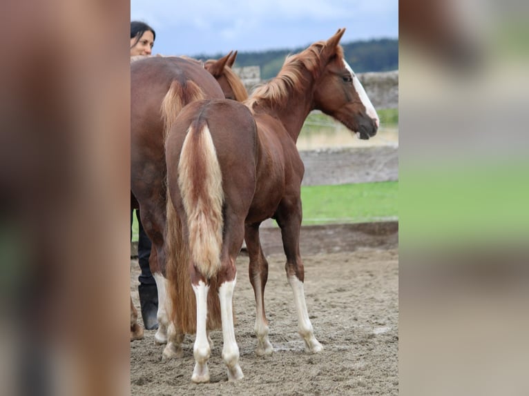 Criollo Étalon Poulain (05/2025) 142 cm Alezan brûlé in Mengen