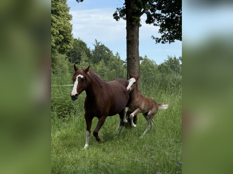 Criollo Étalon Poulain (05/2025) 142 cm Alezan brûlé in Mengen
