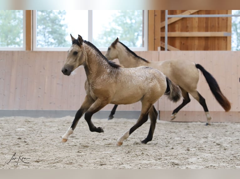 Criollo Étalon Poulain (05/2024) 146 cm Buckskin in Heimbuchenthal