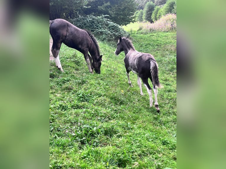 Criollo Étalon Poulain (05/2024) 150 cm Alezan brûlé in Sommerkahl