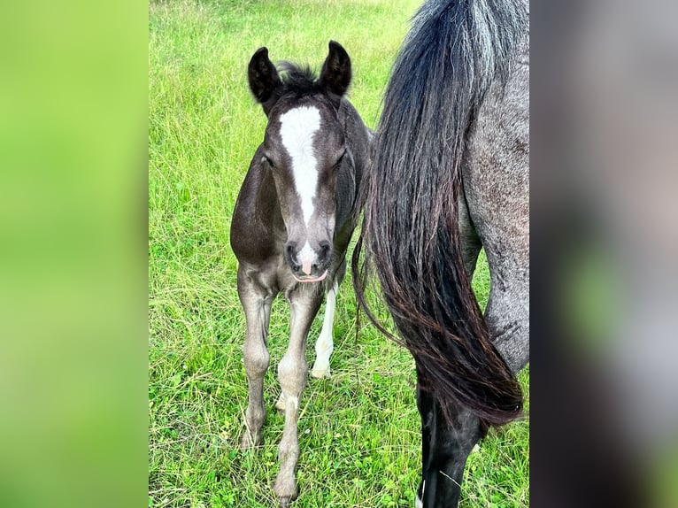 Criollo Étalon  150 cm Alezan brûlé in Sommerkahl