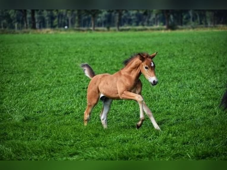 Criollo Croisé Étalon Poulain (06/2024) 155 cm Bai clair in Volkel