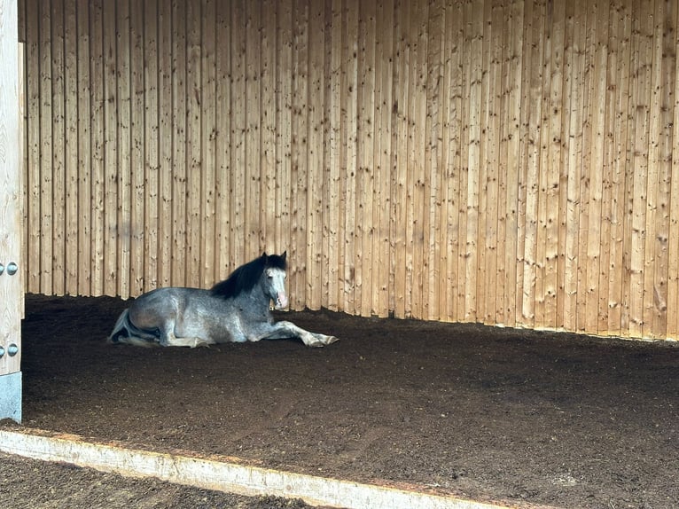 Criollo Mix Gelding 10 years 13,3 hh Can be white in Schwaigern