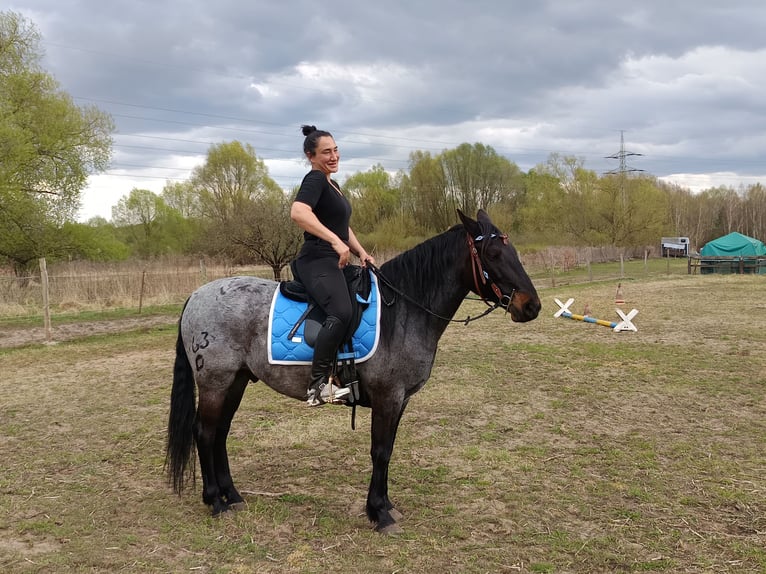 Criollo Gelding 10 years 14,1 hh Roan-Blue in Berlin
