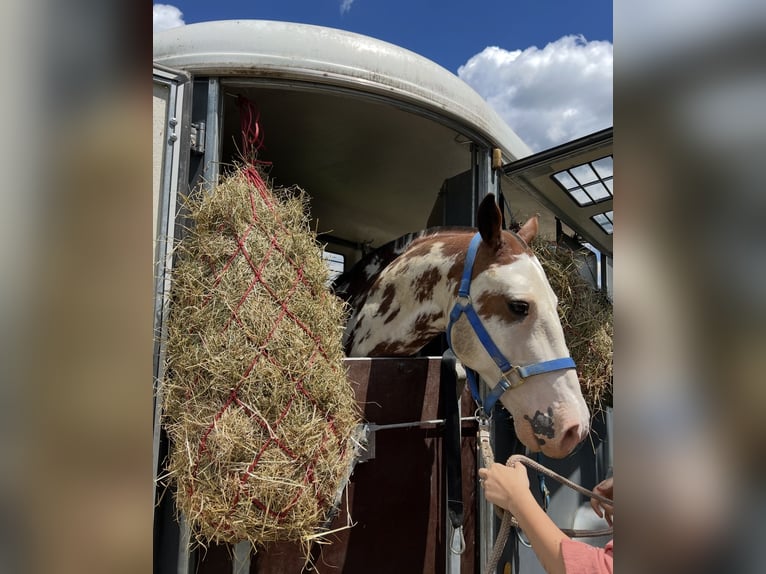 Criollo Gelding 10 years 14,2 hh Overo-all-colors in Gräfelfing