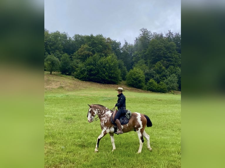 Criollo Gelding 10 years 14,2 hh Overo-all-colors in Gräfelfing