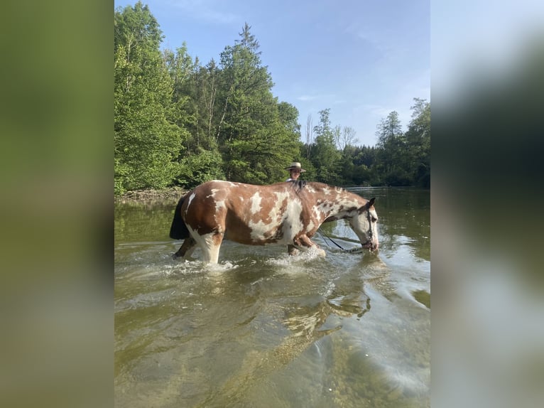 Criollo Gelding 10 years 14,2 hh Overo-all-colors in Gräfelfing