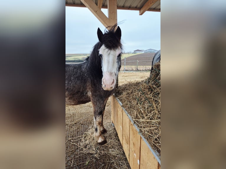 Criollo Mix Gelding 11 years 13.3 hh Grey in Schwaigern