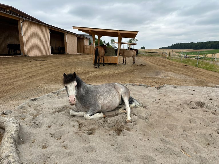 Criollo Mix Gelding 11 years 13.3 hh Grey in Schwaigern