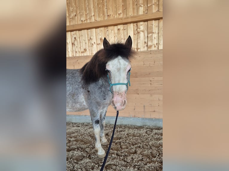Criollo Mix Gelding 11 years 13,3 hh Grey in Schwaigern