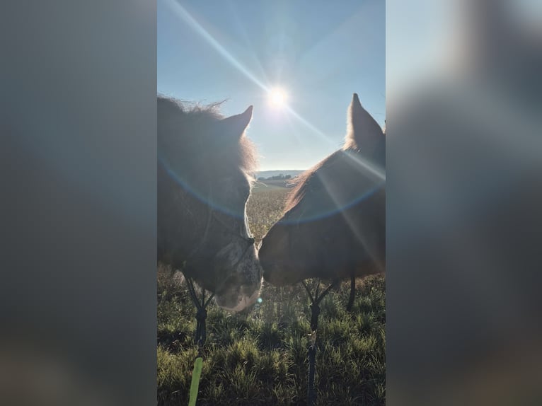 Criollo Mix Gelding 11 years 13,3 hh Grey in Schwaigern