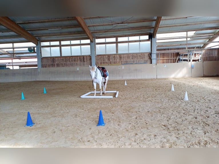 Criollo Gelding 11 years 14,1 hh in Erlangen