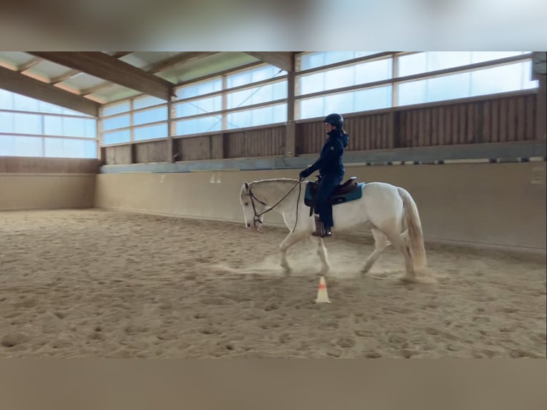 Criollo Gelding 11 years 14,1 hh in Erlangen