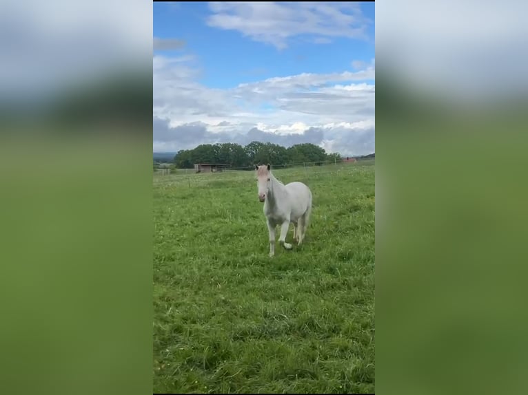 Criollo Gelding 11 years 14,1 hh in Erlangen