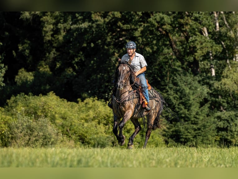 Criollo Mix Gelding 11 years 14 hh Dun in Weilheim in Oberbayern