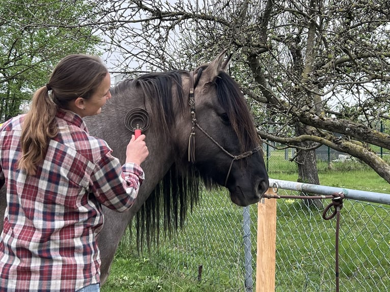 Criollo Mix Gelding 11 years 14 hh Dun in Weilheim in Oberbayern