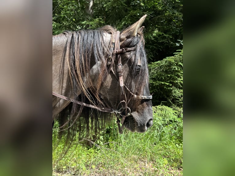 Criollo Mix Gelding 11 years 14 hh Dun in Weilheim in Oberbayern
