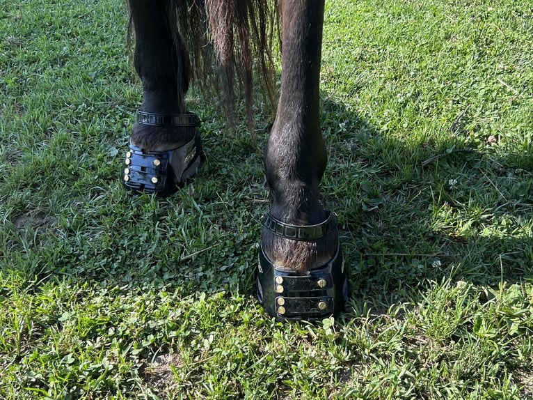 Criollo Mix Gelding 11 years 14 hh Dun in Weilheim in Oberbayern