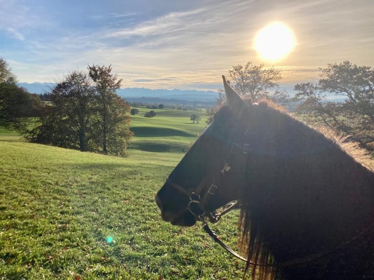 Criollo Mix Gelding 11 years 14 hh Dun in Weilheim in Oberbayern