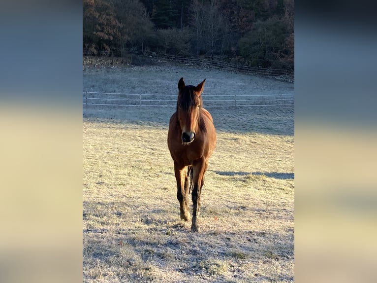 Criollo Mix Gelding 11 years 14,1 hh Brown in Castel Focognano
