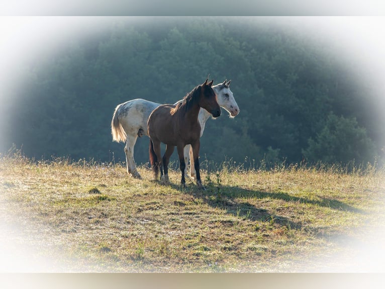 Criollo Mix Gelding 11 years 14,1 hh Brown in Castel Focognano
