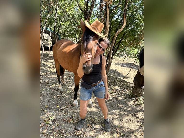 Criollo Mix Gelding 11 years 14,1 hh Brown in Castel Focognano