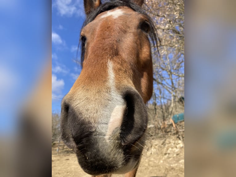 Criollo Mix Gelding 11 years 14,1 hh Brown in Castel Focognano