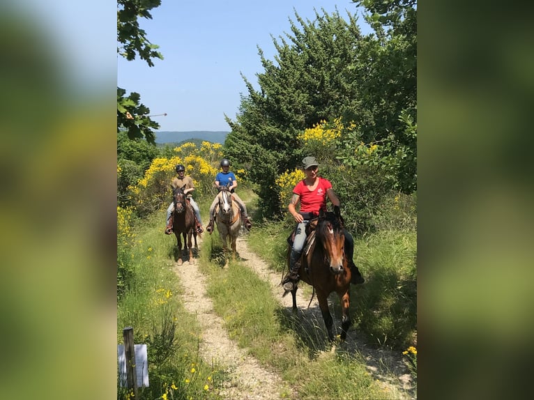Criollo Mix Gelding 11 years 14,1 hh Brown in Castel Focognano