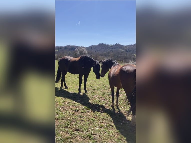 Criollo Mix Gelding 11 years 14,1 hh Brown in Castel Focognano