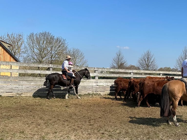 Criollo Gelding 13 years 14 hh Black in Hanstedt I