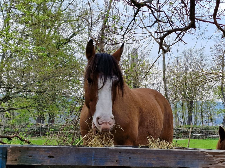 Criollo Gelding 14 years 14,1 hh in Naumburg