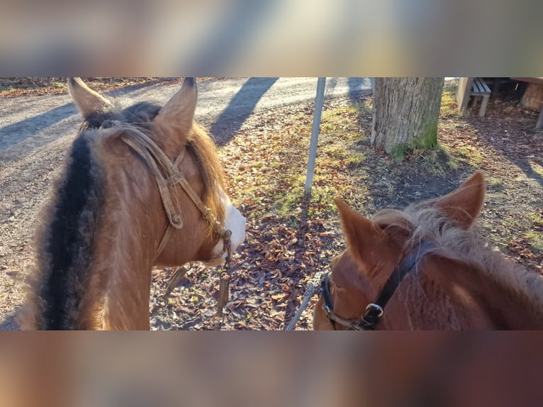 Criollo Gelding 14 years 14,1 hh in Naumburg