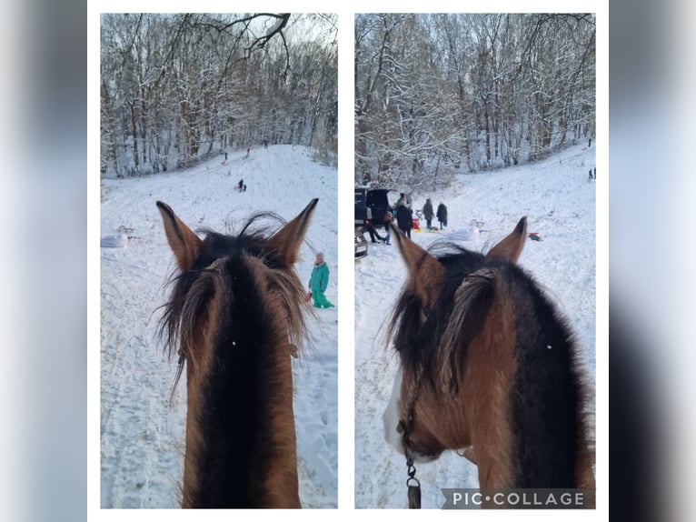 Criollo Gelding 14 years 14,1 hh in Naumburg