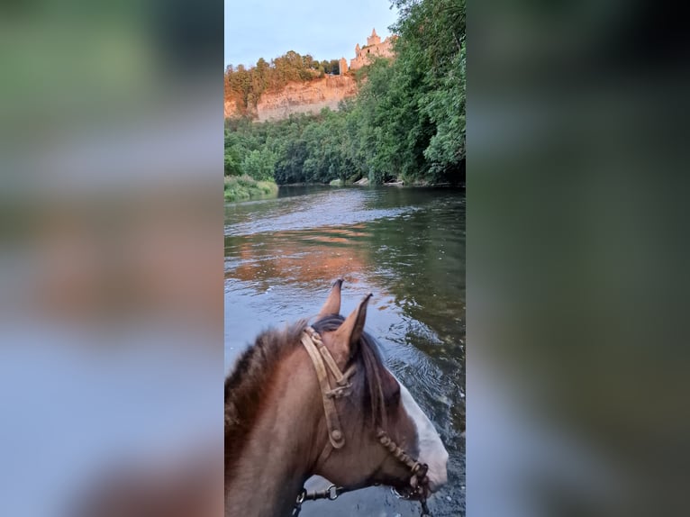 Criollo Gelding 14 years 14,1 hh in Naumburg