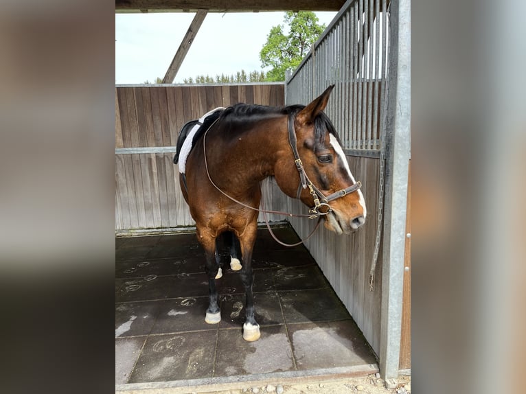 Criollo Mix Gelding 14 years 15.1 hh Brown in Vaterstetten
