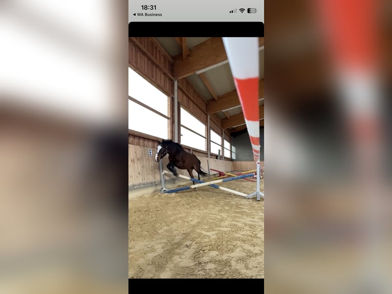 Criollo Mix Gelding 14 years 15.1 hh Brown in Vaterstetten