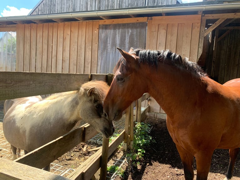 Criollo Gelding 17 years 14,2 hh in Altenmünster