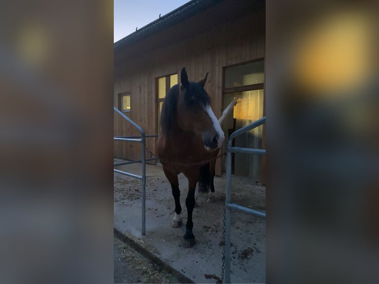 Criollo Gelding 21 years 15,1 hh Brown in Leonstein