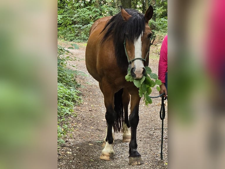 Criollo Gelding 23 years 15.1 hh  in Steyr- Gleink