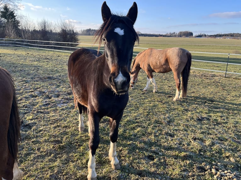 Criollo Gelding 2 years 13,1 hh Smoky-Black in Jengen